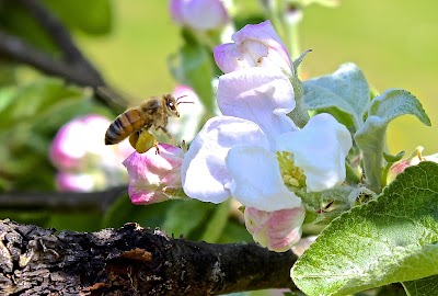 Bild på Båstad Honung