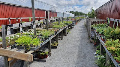 Bild på Sörvalla Blommor AB